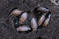 Kettingschalebijter (Carabus granulatus) 11-2016 3224